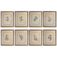 Antique Eight Framed Hand Colored Engravings of Birds by Martinet