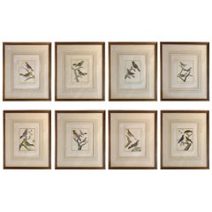 Eight Framed Hand Colored Engravings of Birds by Martinet