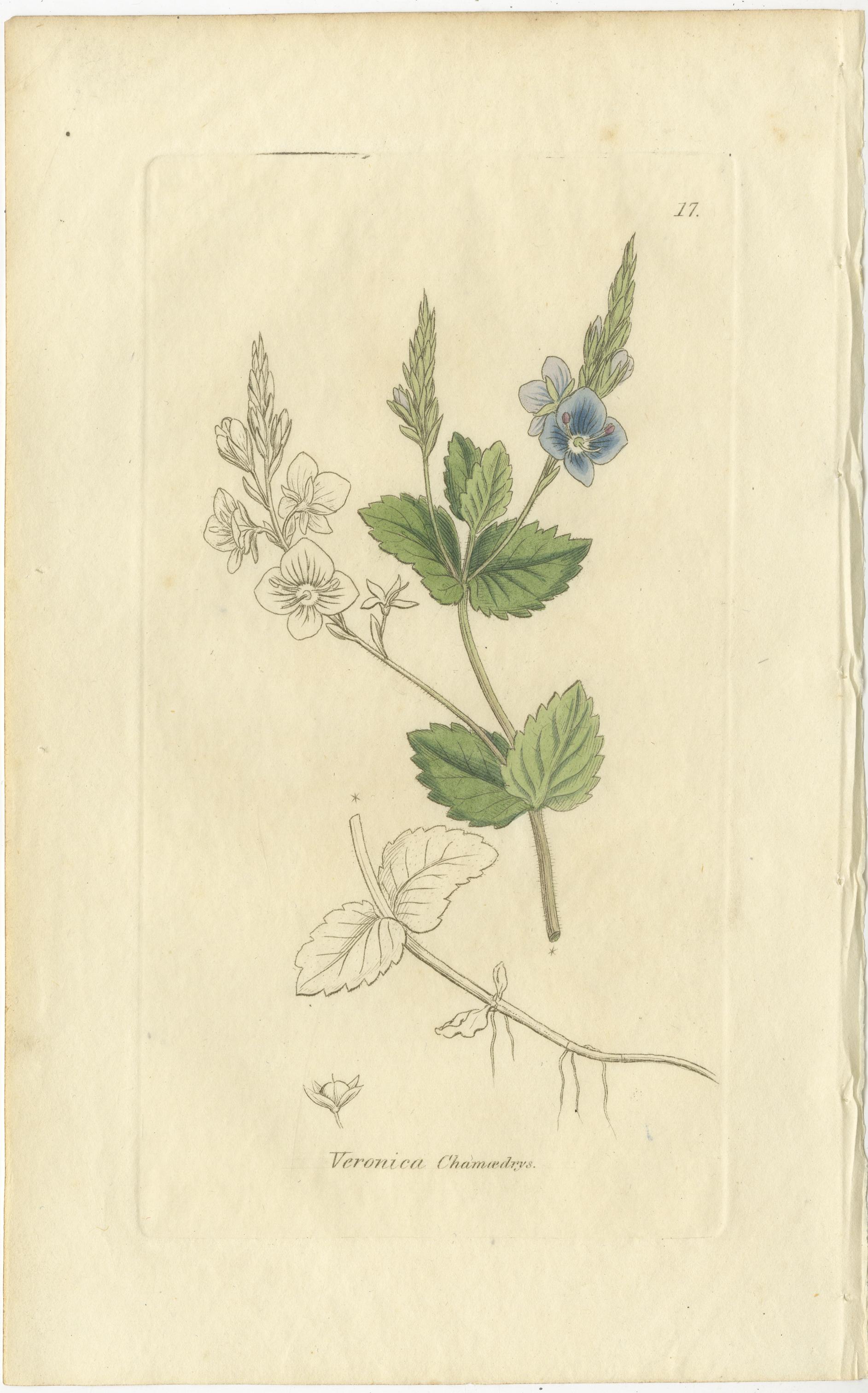 Satz von 8 antiken botanischen Kupferstichen von Ehrenpreis und Pinguicula, um 1830

Dieser wunderschön aufeinander abgestimmte Satz von acht antiken botanischen Stichen zeigt eine erlesene Auswahl britischer Wildpflanzen, mit besonderem Augenmerk