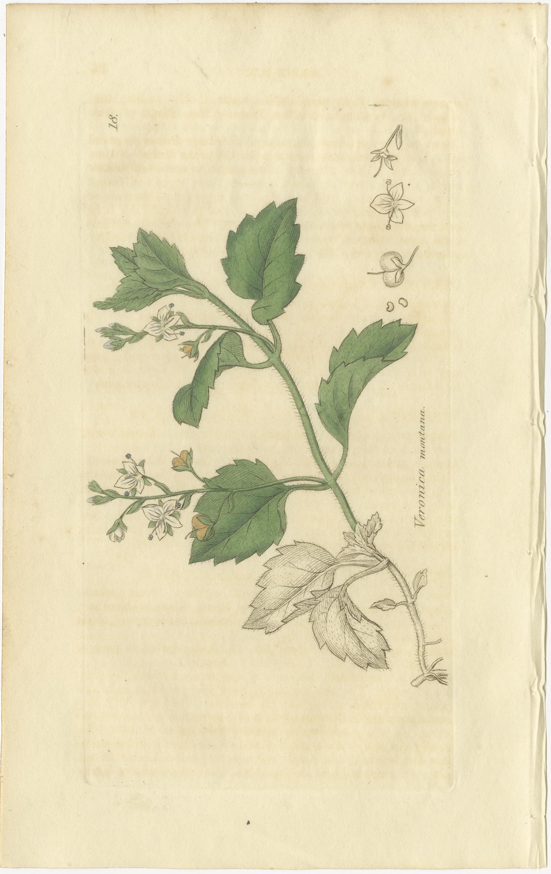 Acht handkolorierte botanische Tafeln - Veronica Wildblumen & Pinguicula, ca.1830 (Britisch) im Angebot