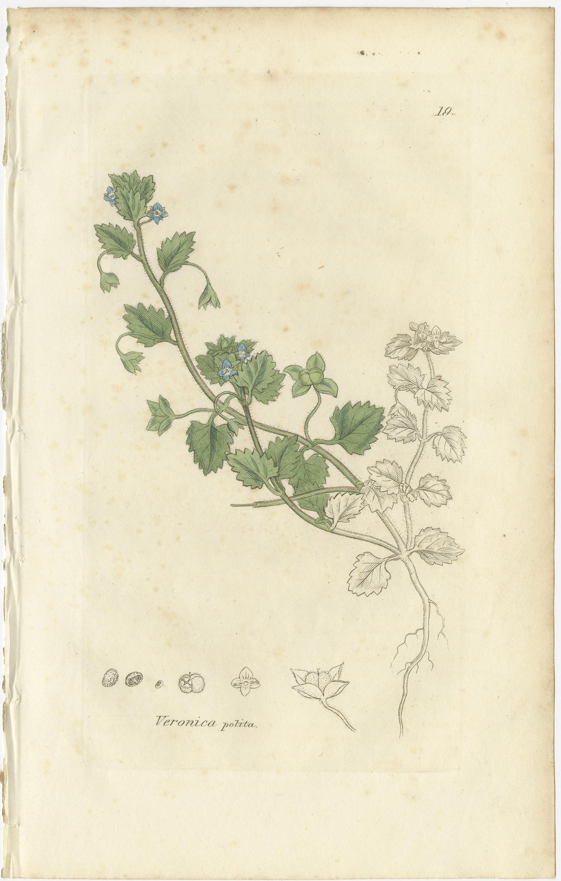 Acht handkolorierte botanische Tafeln - Veronica Wildblumen & Pinguicula, ca.1830 (Graviert) im Angebot