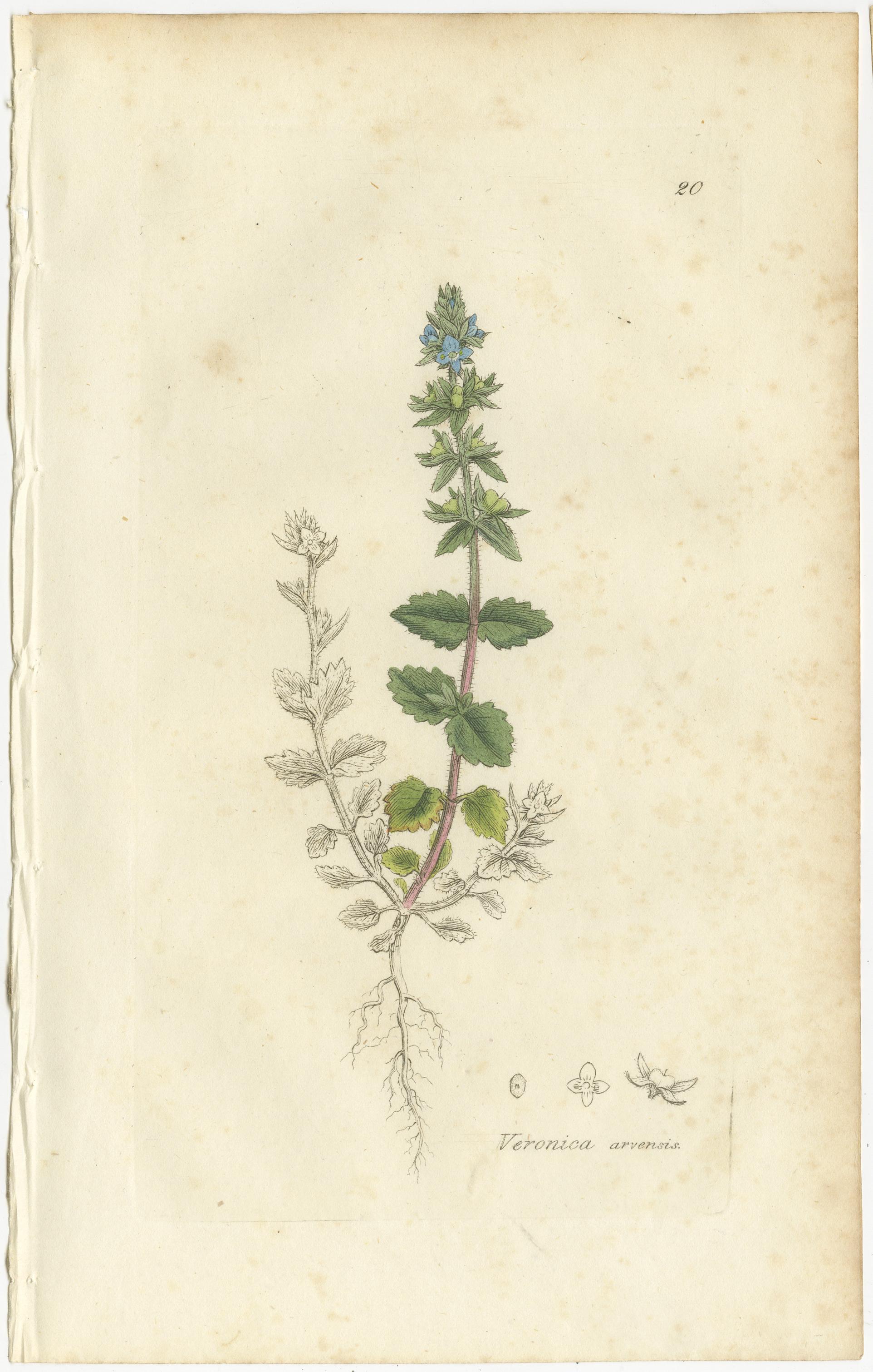 Acht handkolorierte botanische Tafeln - Veronica Wildblumen & Pinguicula, ca.1830 im Zustand „Gut“ im Angebot in Langweer, NL