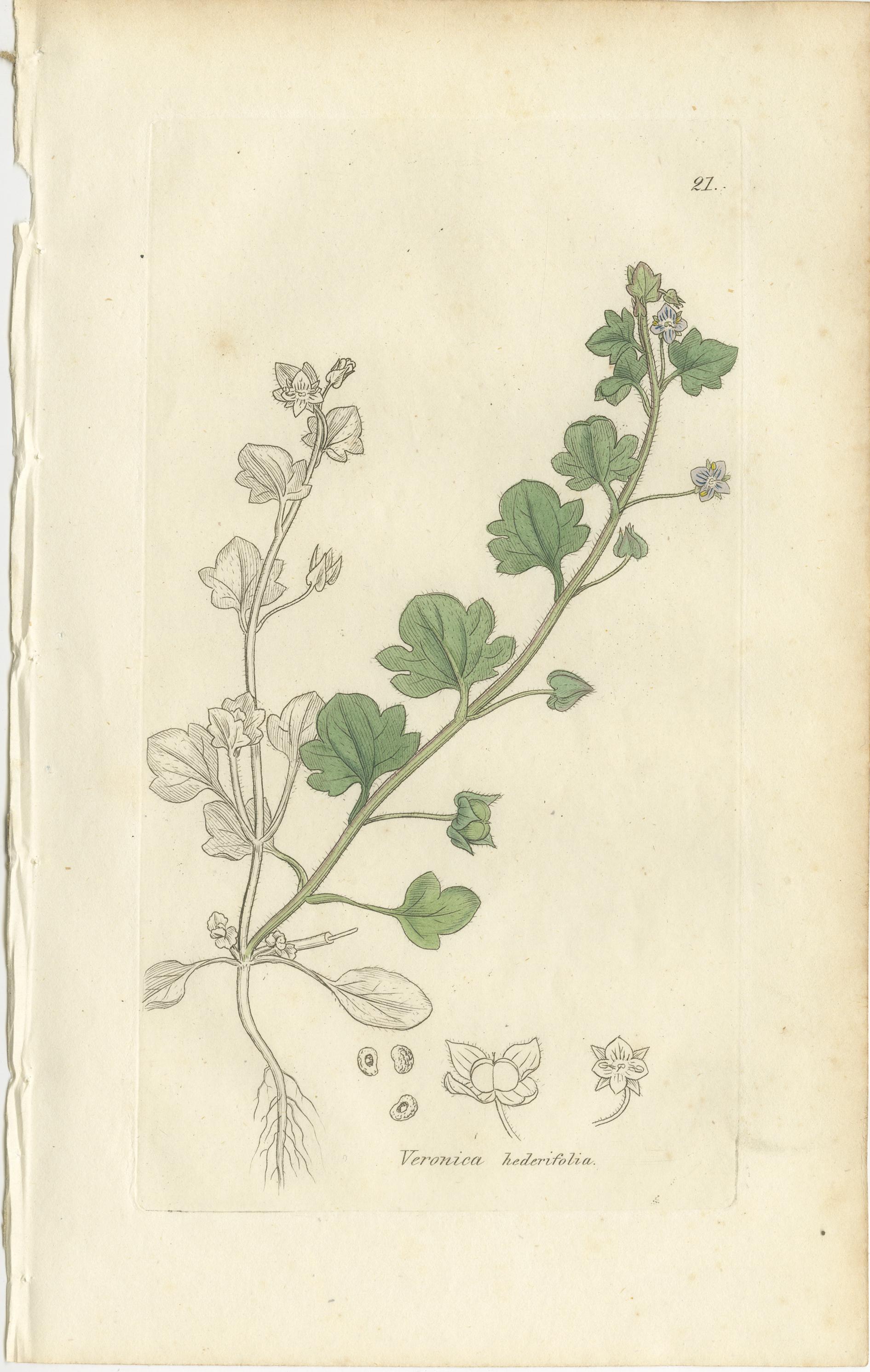 Acht handkolorierte botanische Tafeln - Veronica Wildblumen & Pinguicula, ca.1830 (Mittleres 19. Jahrhundert) im Angebot