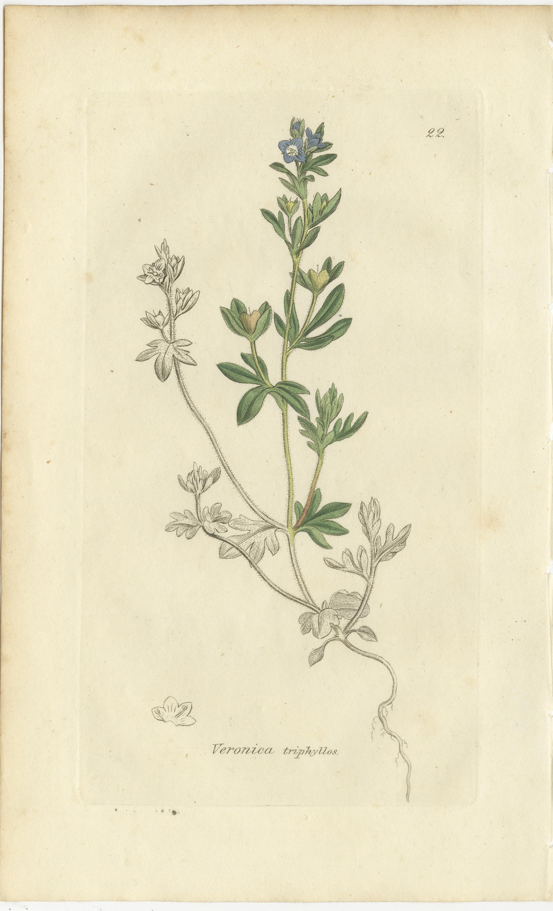 Acht handkolorierte botanische Tafeln - Veronica Wildblumen & Pinguicula, ca.1830 (Papier) im Angebot