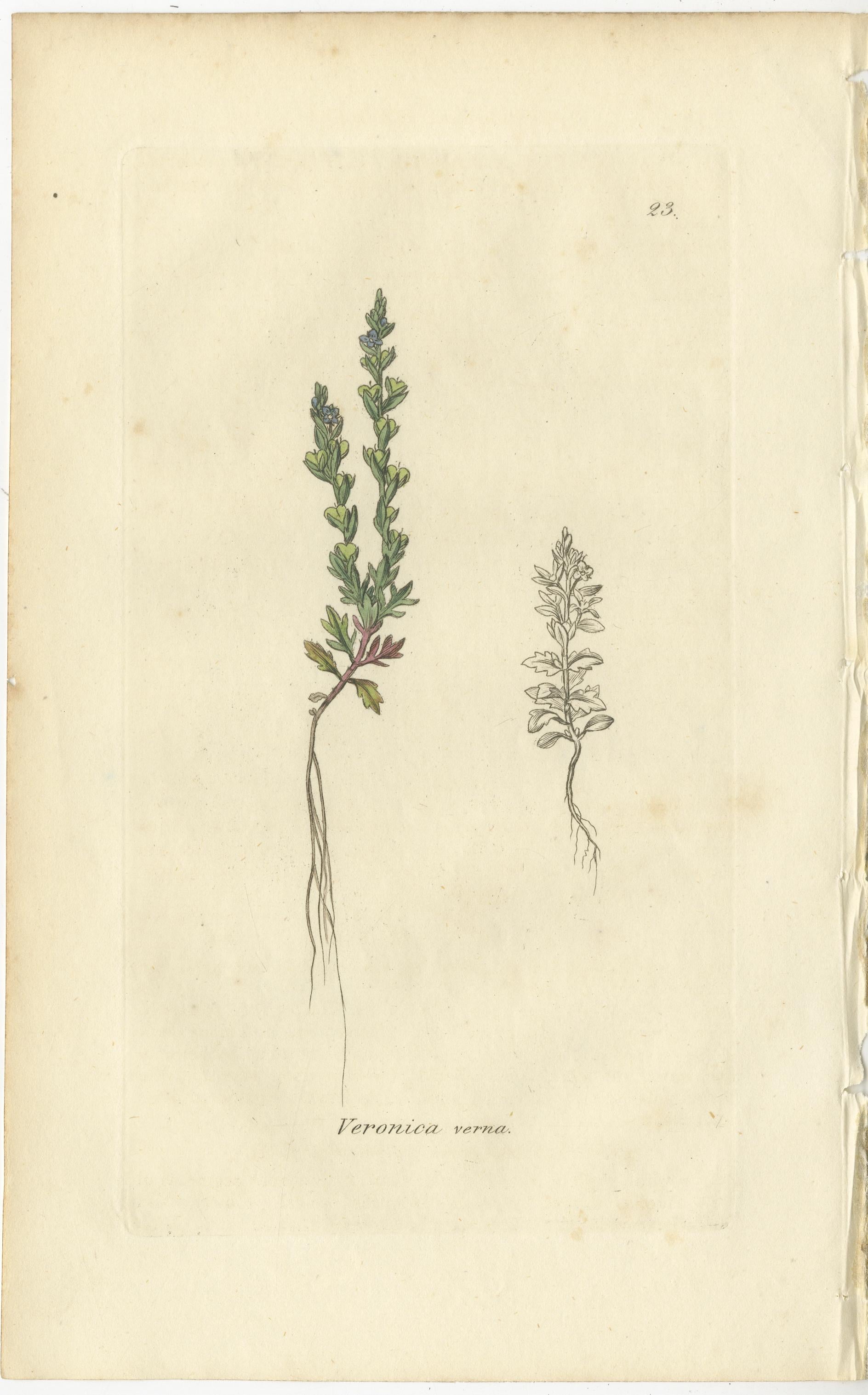 Acht handkolorierte botanische Tafeln - Veronica Wildblumen & Pinguicula, ca.1830 im Angebot 1