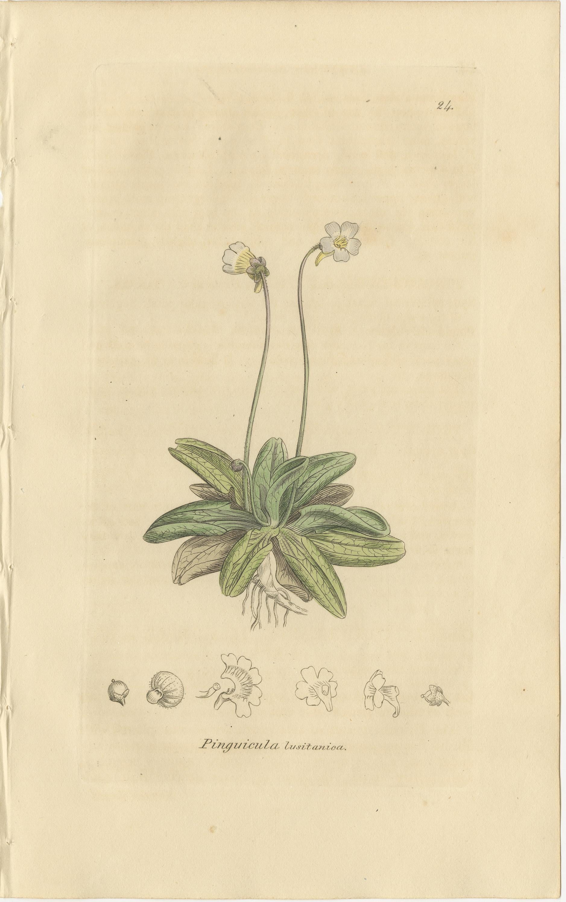 Acht handkolorierte botanische Tafeln - Veronica Wildblumen & Pinguicula, ca.1830 im Angebot 2