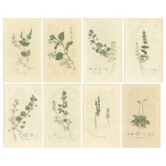 Huit assiettes botaniques colorées à la main - fleurs sauvages Veronica et Pinguicula, vers 1830