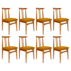 Ocho Sillas de Boucle Ocre de Mediados de Siglo, Madera Clara, M. Zielinski, Europa, Años 60