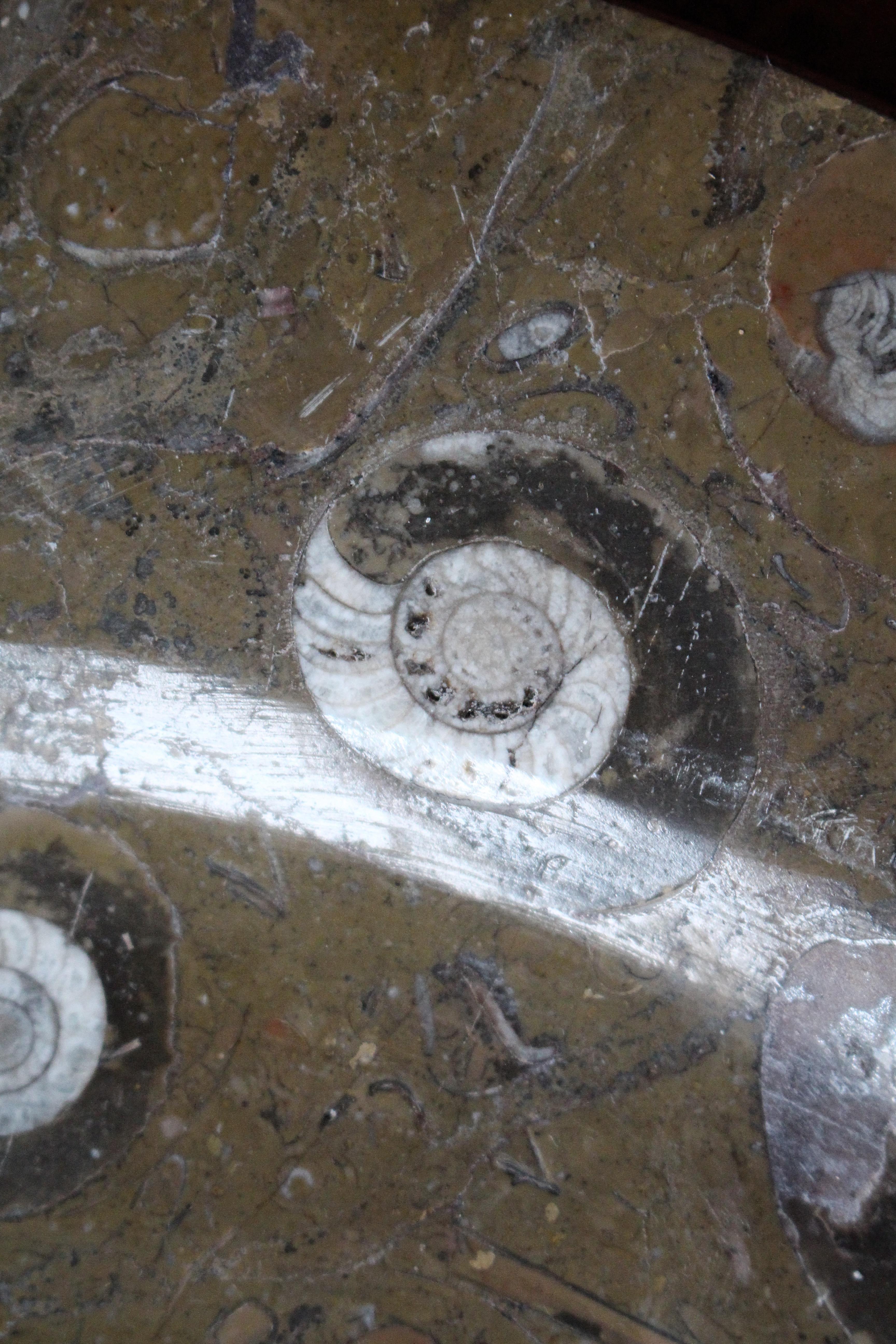 Huit assiettes à fossiles d'orthocères et d'ammonites Plateaux Chargeurs Histoire Naturelle en vente 8