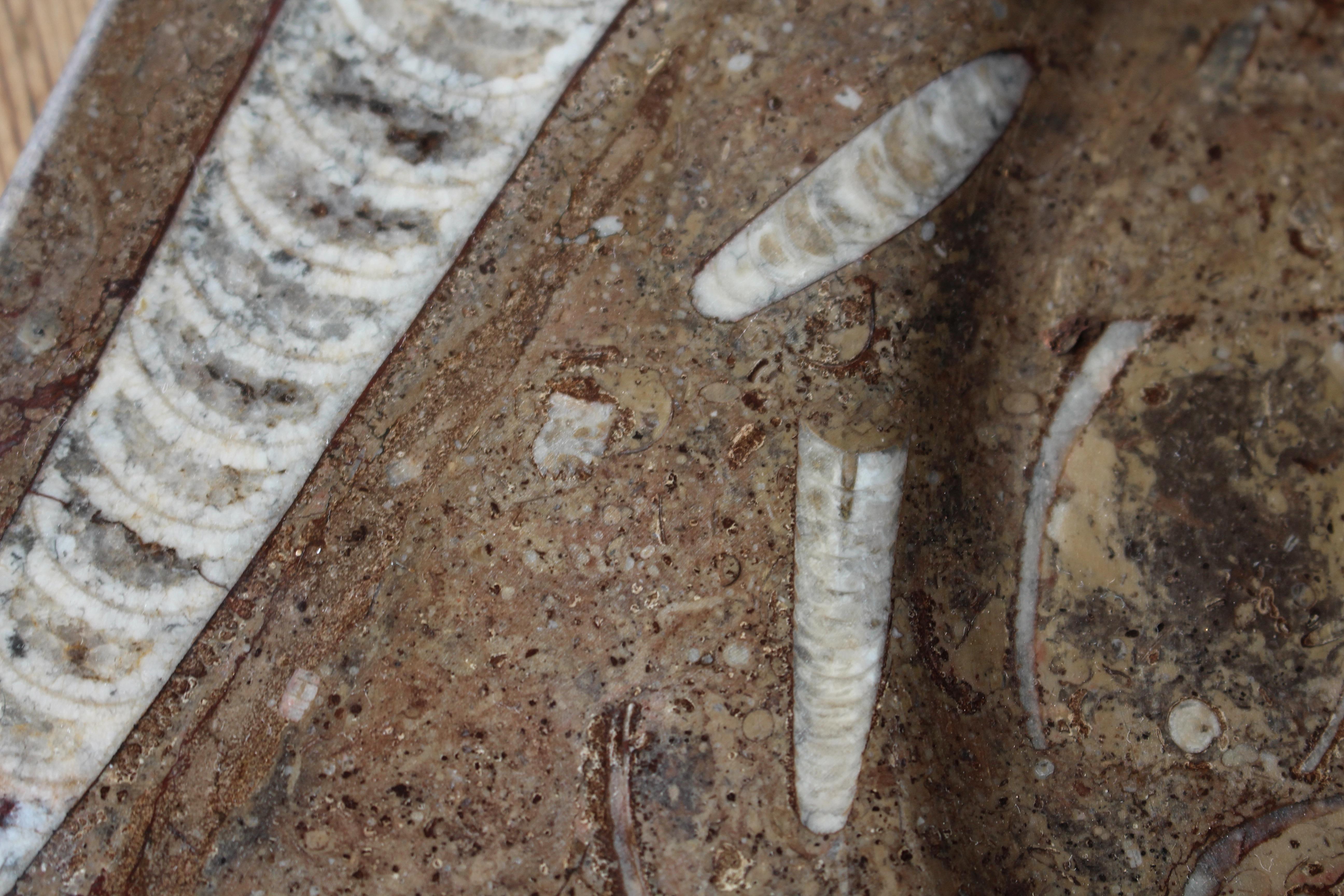 20ième siècle Huit assiettes à fossiles d'orthocères et d'ammonites Plateaux Chargeurs Histoire Naturelle en vente