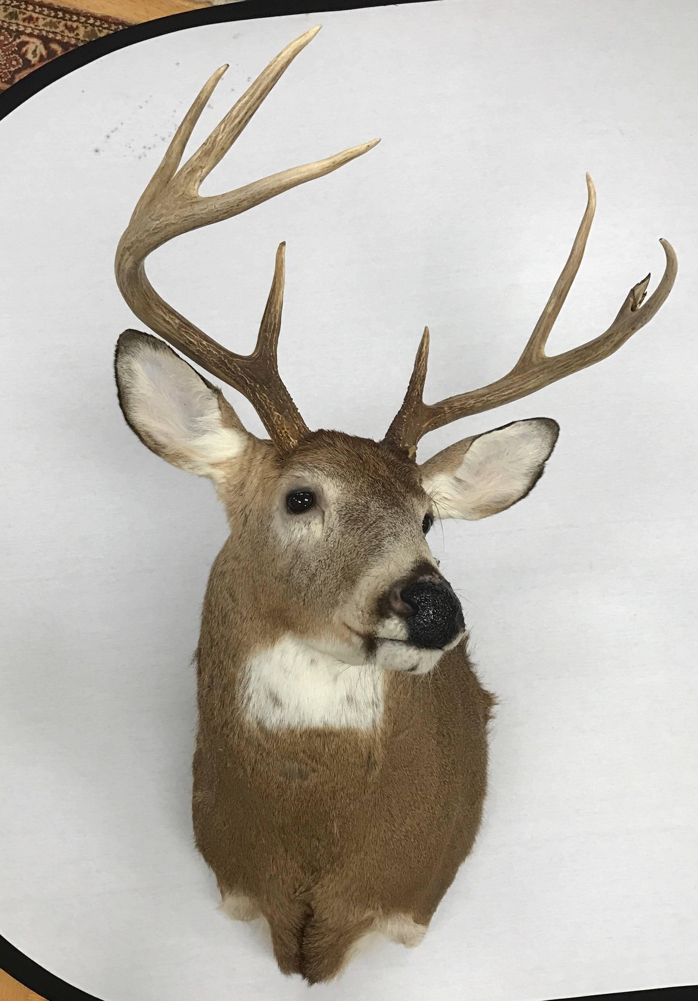 Beautiful eight-point deer head mount. Hardware on back ready to hang.