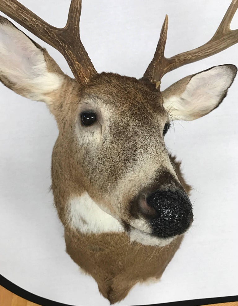 EightPoint Deer Head Taxidermy Mount at 1stDibs dear head, deer head