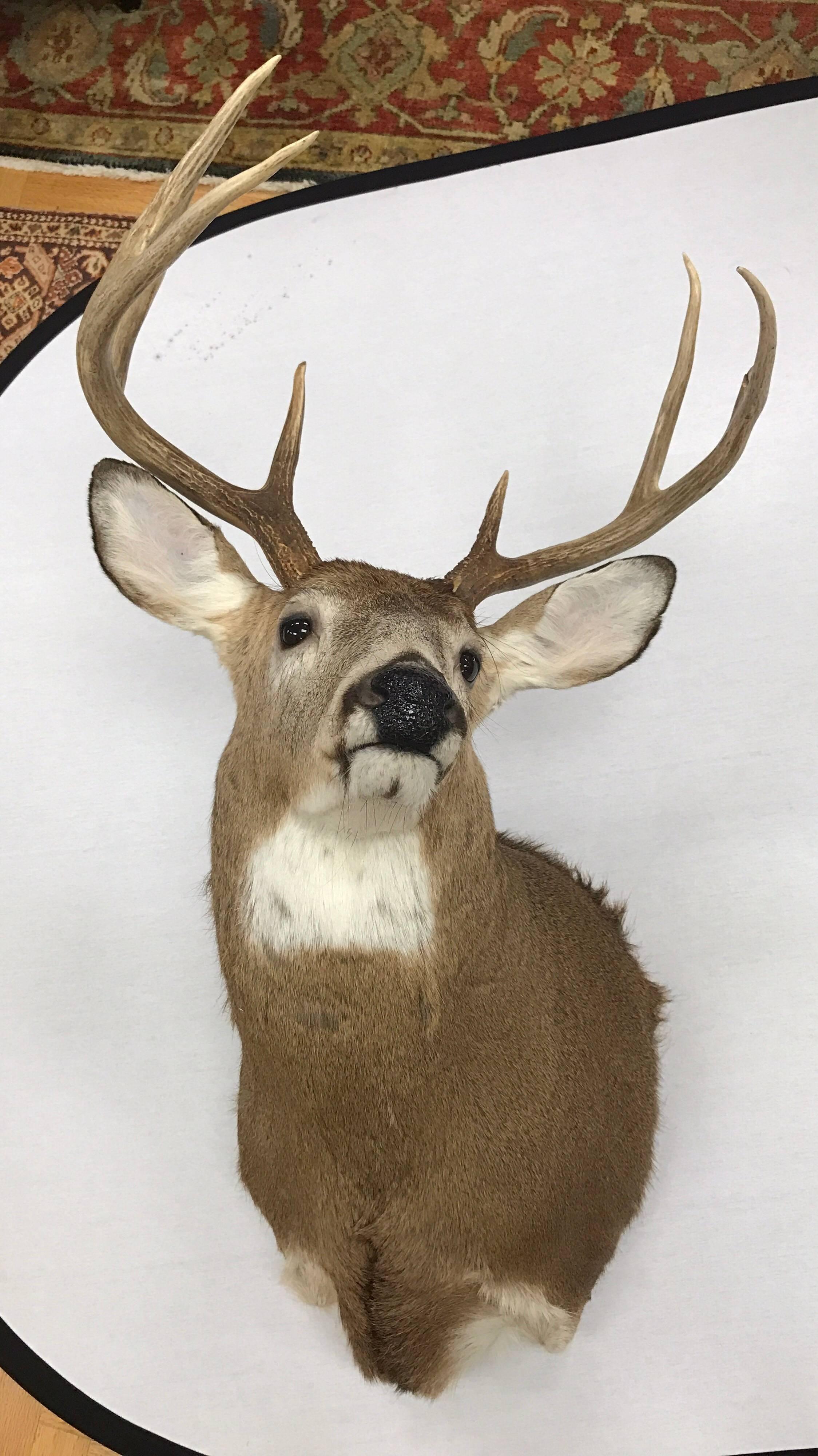deer head drawing