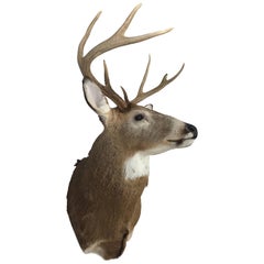 Eight-Point Deer Head Taxidermy Mount