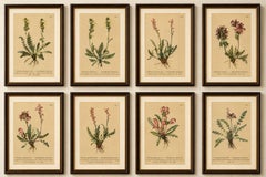 Eight Small Original Antique Pedicularis Wildflower Prints from the Alps, 1897