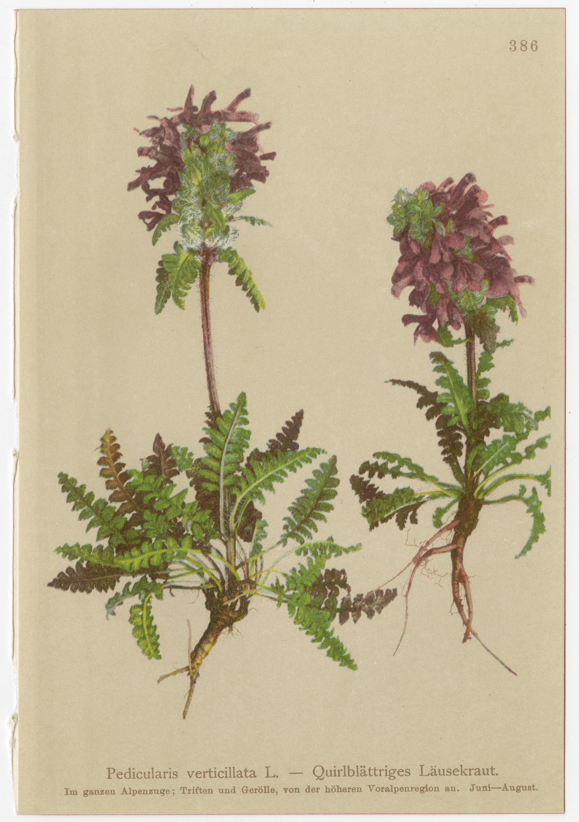 Eight Small Original Antique Pedicularis Wildflower Prints from the Alps, 1897