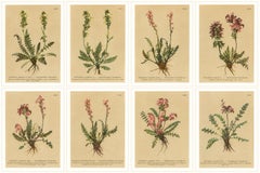 Eight Small Original Antique Pedicularis Wildflower Prints from the Alps, 1897