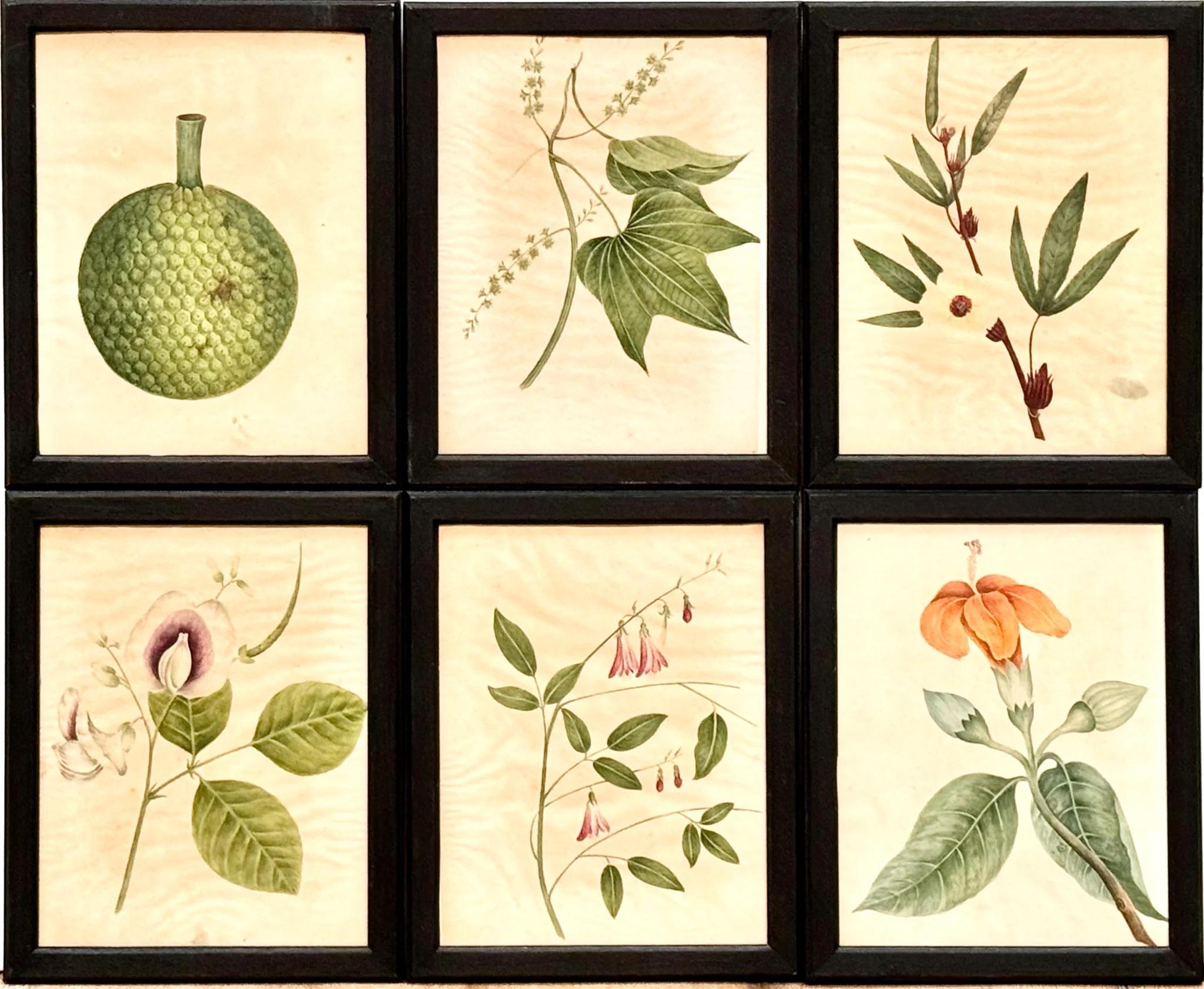 XX secolo Diciotto illustrazioni botaniche inglesi ad acquerello con cornice in vendita