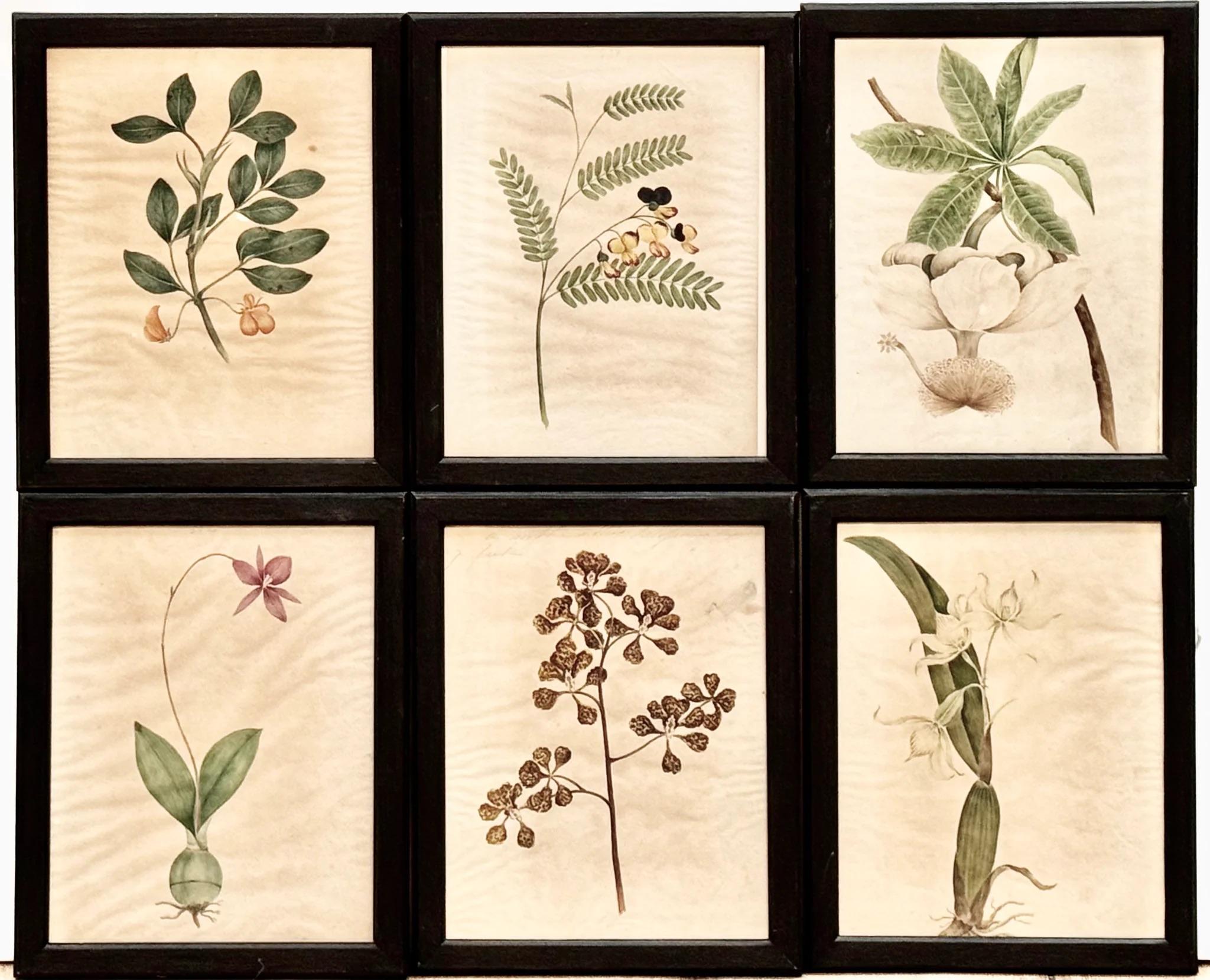 Carta Diciotto illustrazioni botaniche inglesi ad acquerello con cornice in vendita