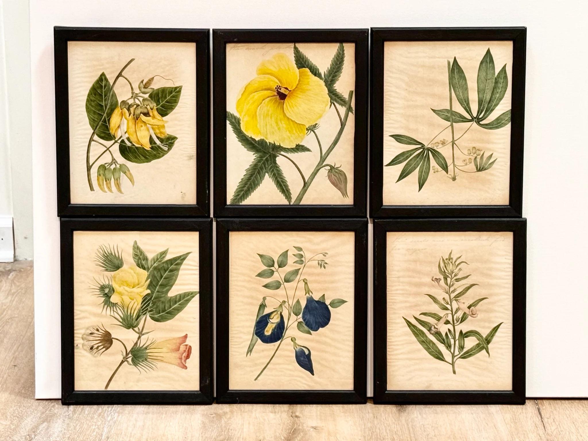 Diciotto illustrazioni botaniche inglesi ad acquerello con cornice in vendita 1