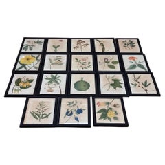 Diciotto illustrazioni botaniche inglesi ad acquerello con cornice
