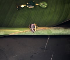 Anello contemporaneo in oro rosa a diciotto carati con ametiste, color lavanda