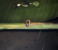 Eighteen Karat Rose Gold Lavender Contemporary Ring with Smoky Quartzes