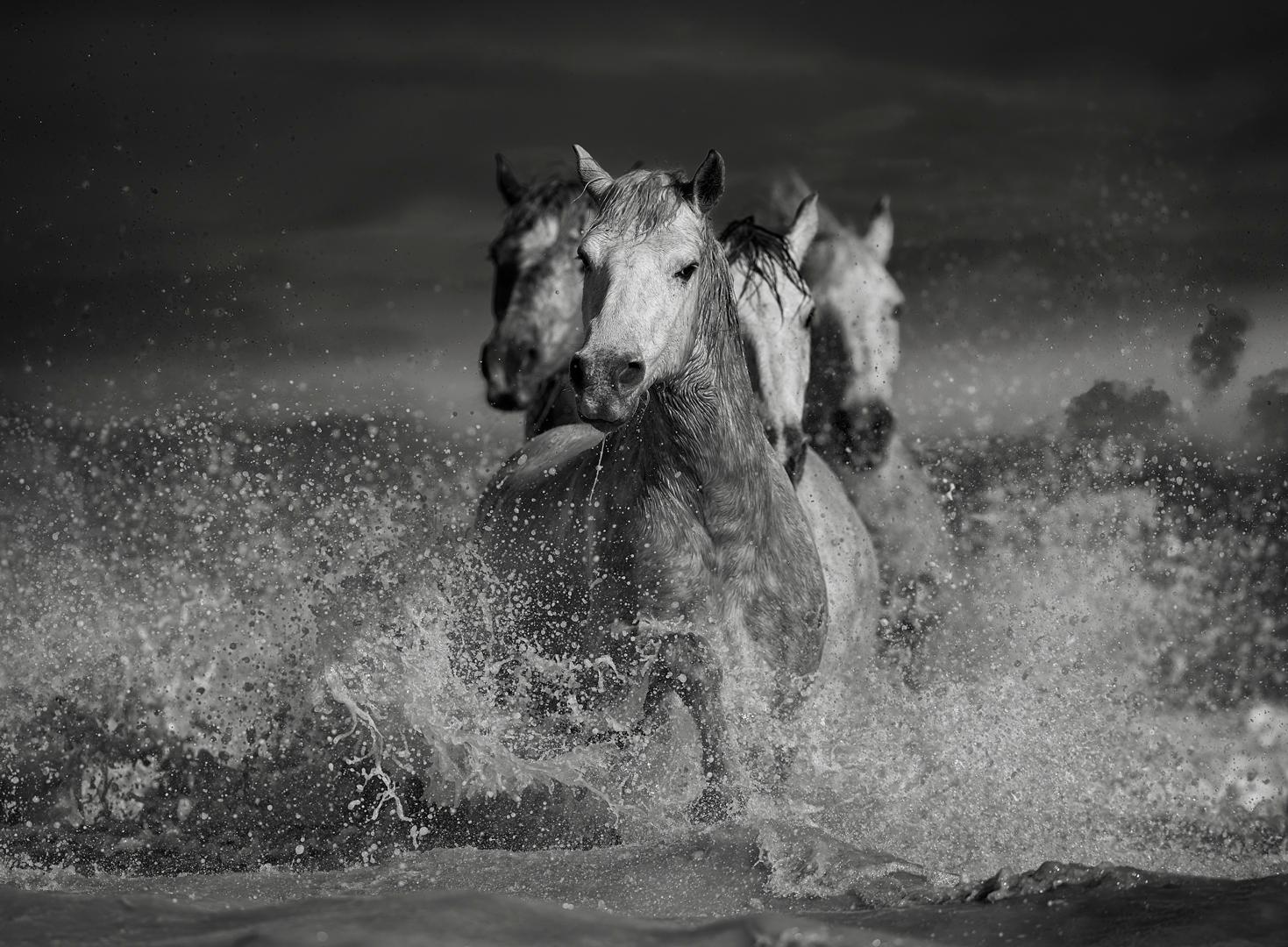 "Fatigue", B&W fine art horse photography - Photograph by Ejaz Khan
