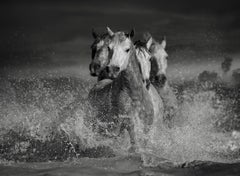 "Fatigue", B&W fine art horse photography
