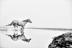 ""Pourquoi", un cheval de course qui se reflète dans l'eau calme.