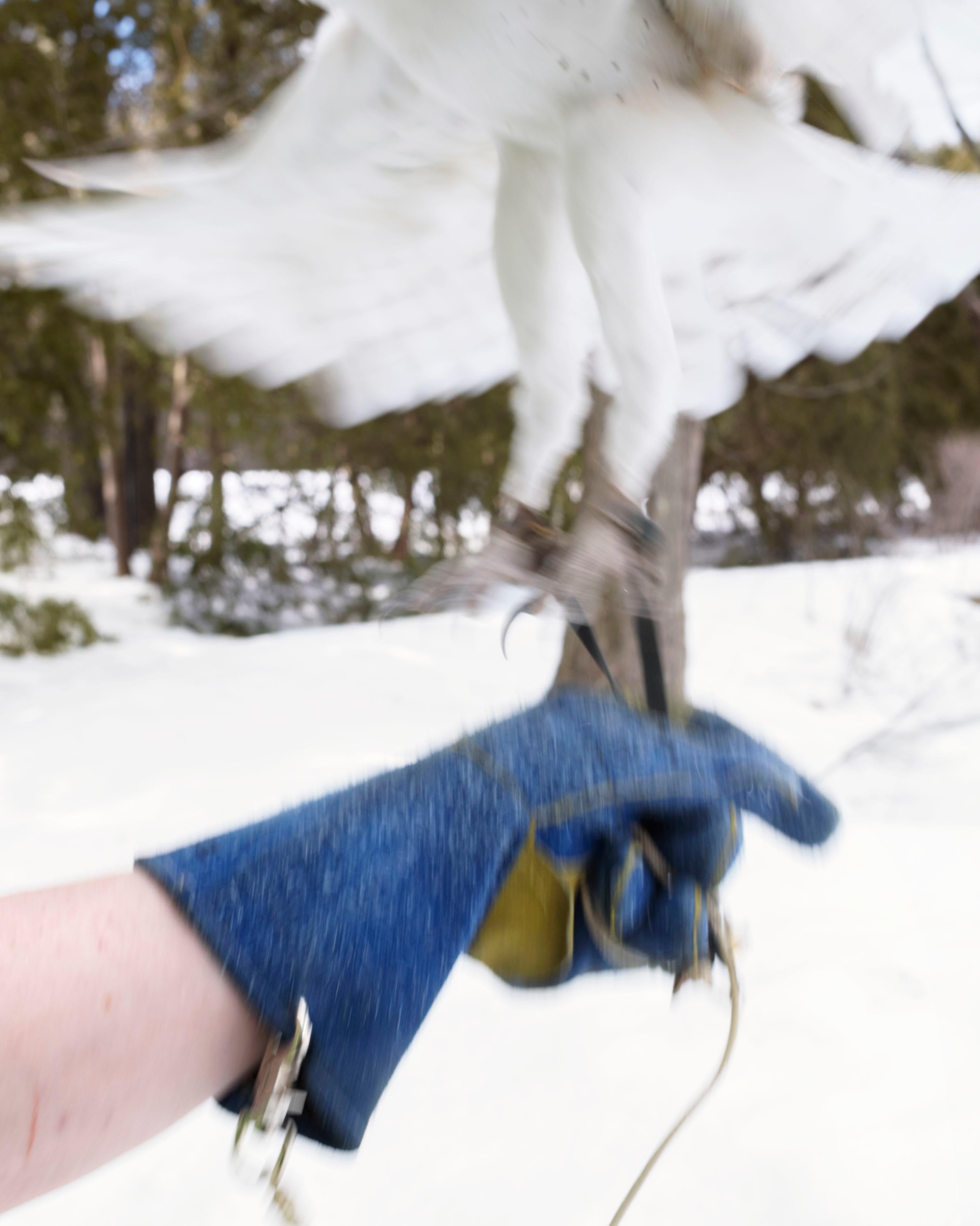 Color Photograph de Elaine Bezold - Lechuza común (Tyto alba) Bating