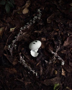 Garden Still Life