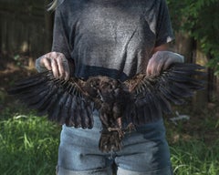 Juvenile American Cow Found in Backyard (Corvus Brachyrhrnchos)