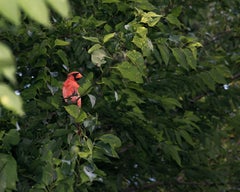 Male Cardinal (Cardinalis cardinalis) Back Yard