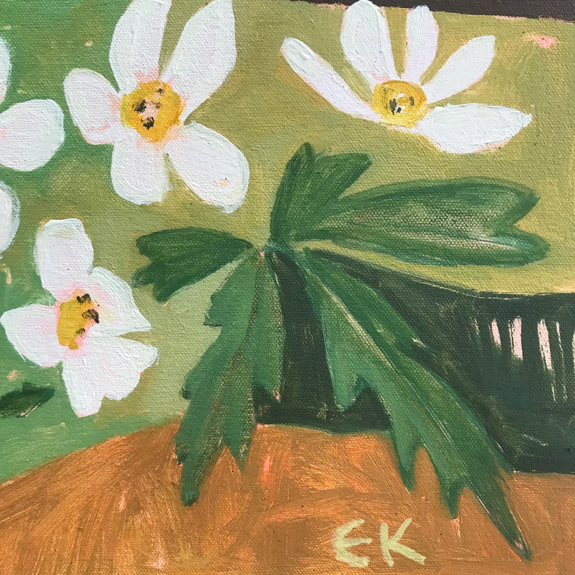 Sognare il narciso 4
