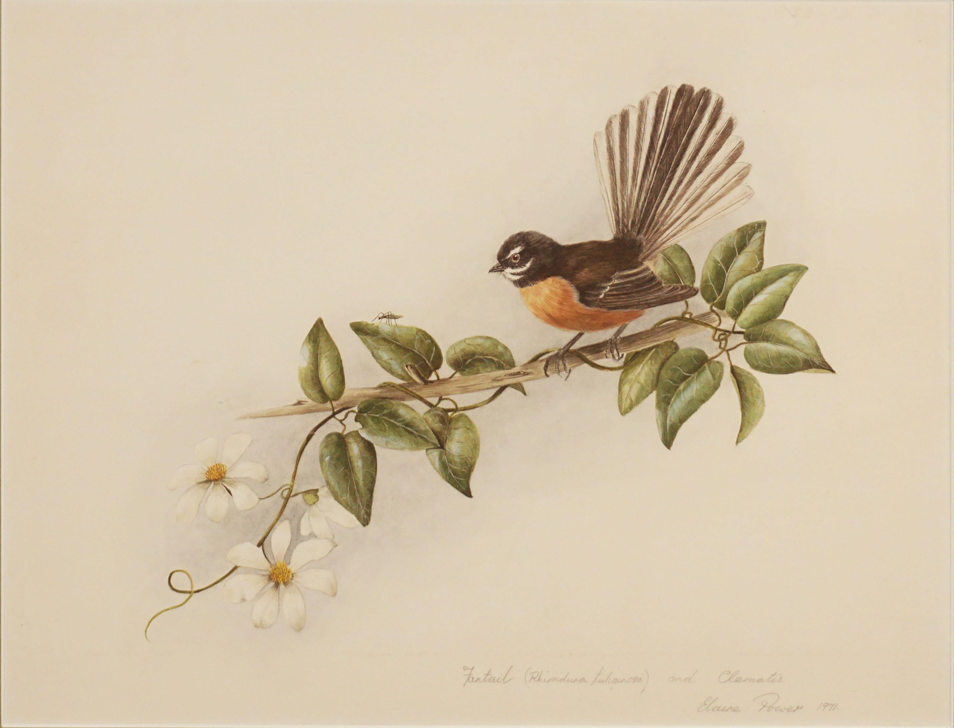 Vintage Bird Study New Zealand Fantail (Rhipidura fuliginosa) w/Clematis Botanic - Painting by Elaine Power