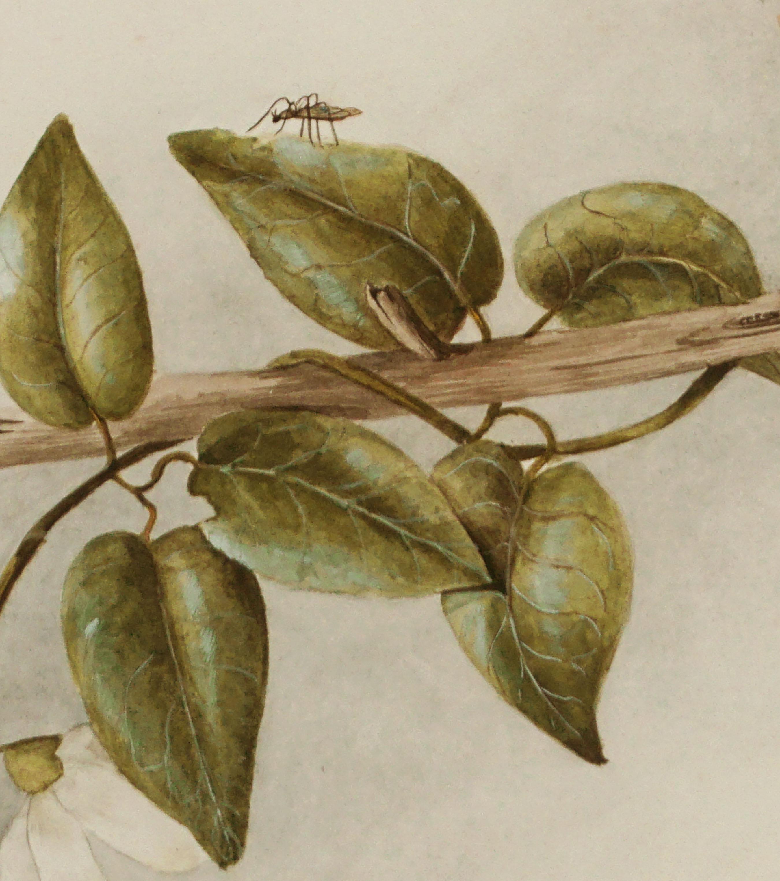 Vintage Bird Study New Zealand Fantail (Rhipidura fuliginosa) w/Clematis Botanic - Realist Painting by Elaine Power