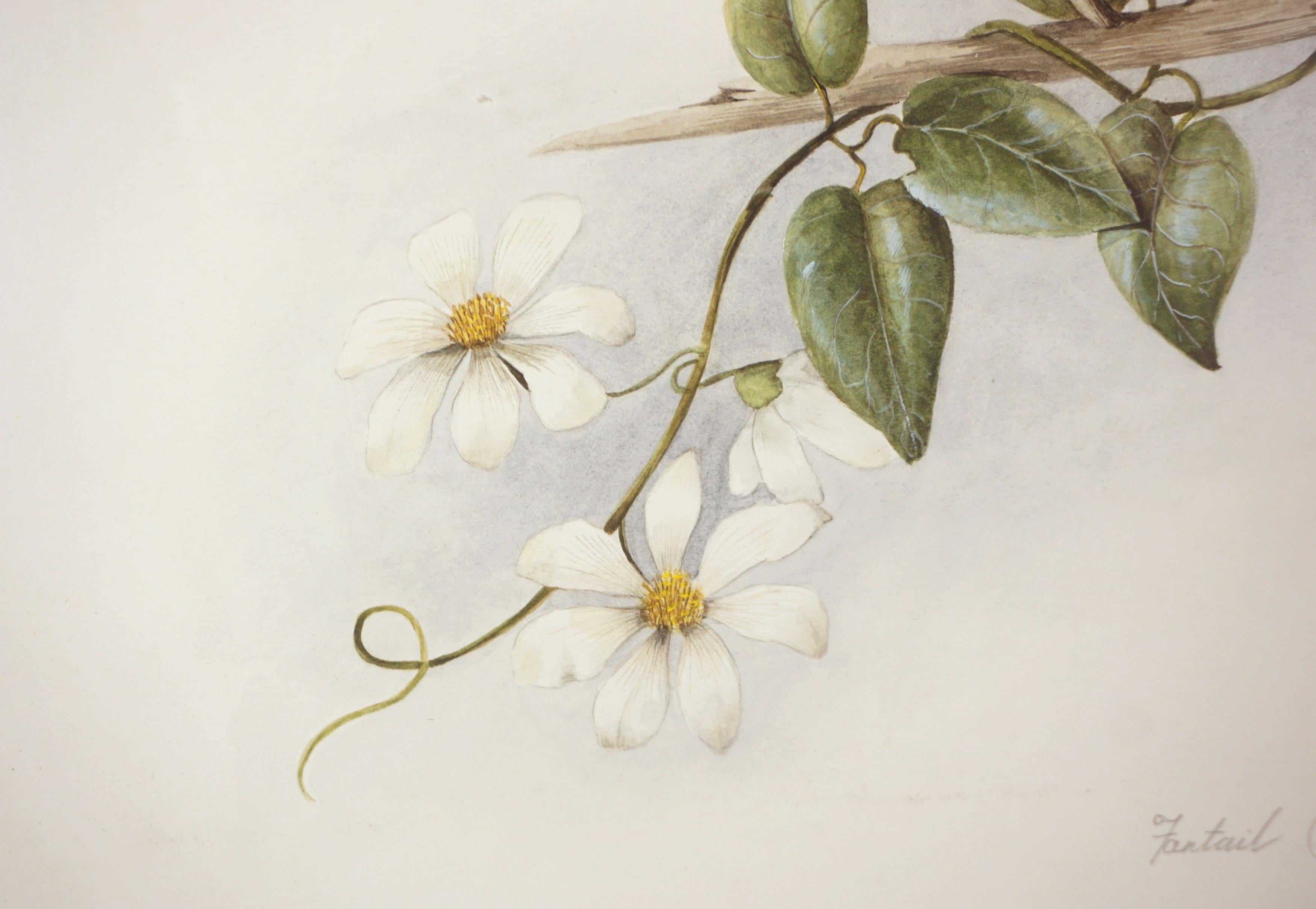 Wonderful watercolor natural history painting of New Zealand's Fantail ((Rhipidura fuliginosa) and white Clematis by artist and author Elaine Power (New Zealander, b. 1931), 1971. Titled, signed and dated lower left corner. Presented in vintage wood