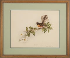 Vintage Bird Study New Zealand Fantail (Rhipidura fuliginosa) w/Clematis Botanic