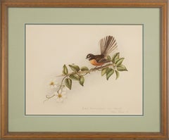 Vogelstudie Neuseeländischer Fächerschwanz (Rhipidura fuliginosa) mitlematis Botanic