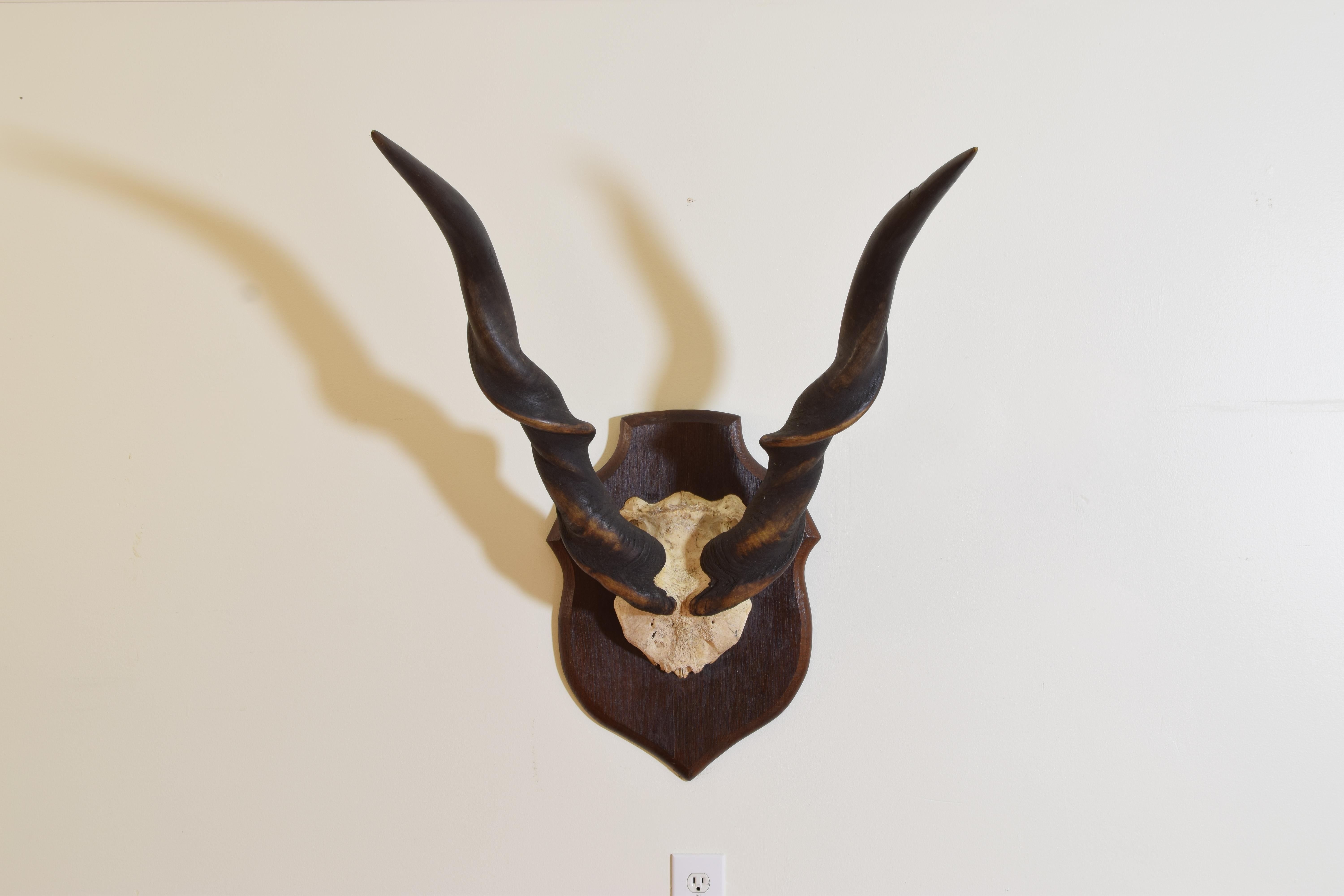 The horn and partial skull mounted on an oak shield-form backplate