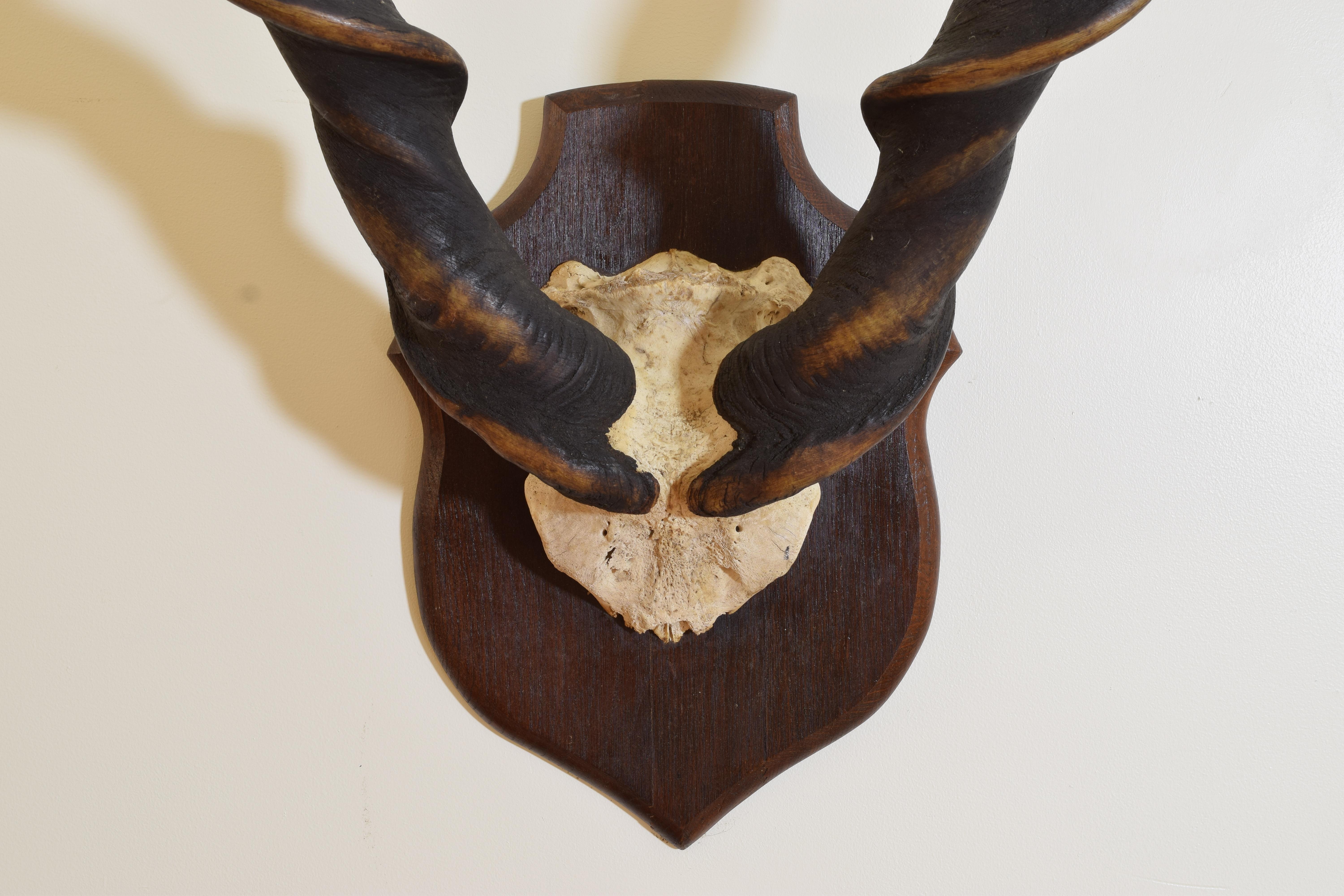 African Eland Horn and Partial Skull Mount on Oak Backplate, early 20th cen. For Sale