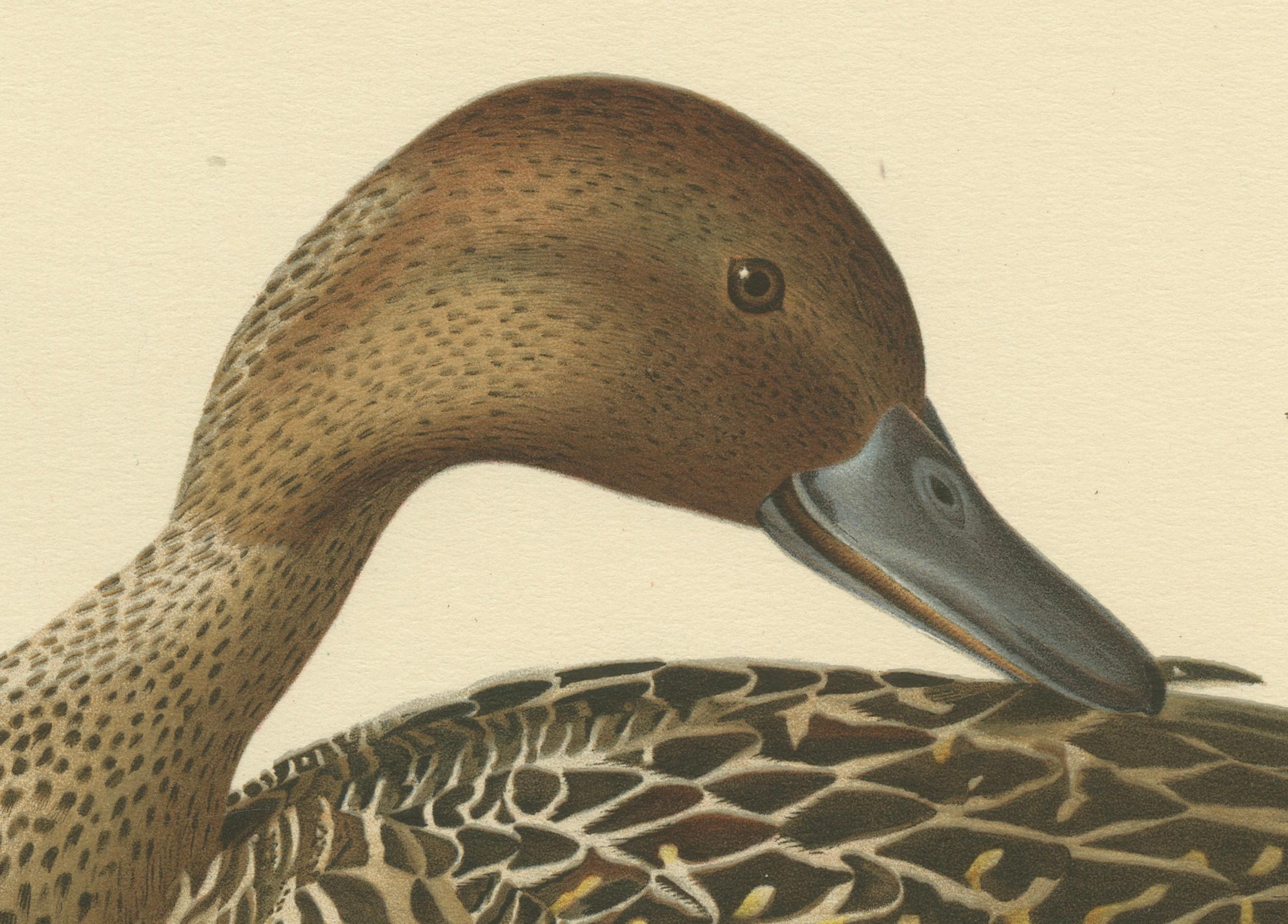 This print, titled 'Anas (Dafila) Acuta', showcases the male Northern Pintail, a bird celebrated for its elegant proportions and long, pointed tail. The illustration reveals the pintail in fine detail, capturing the nuances of its plumage—a
