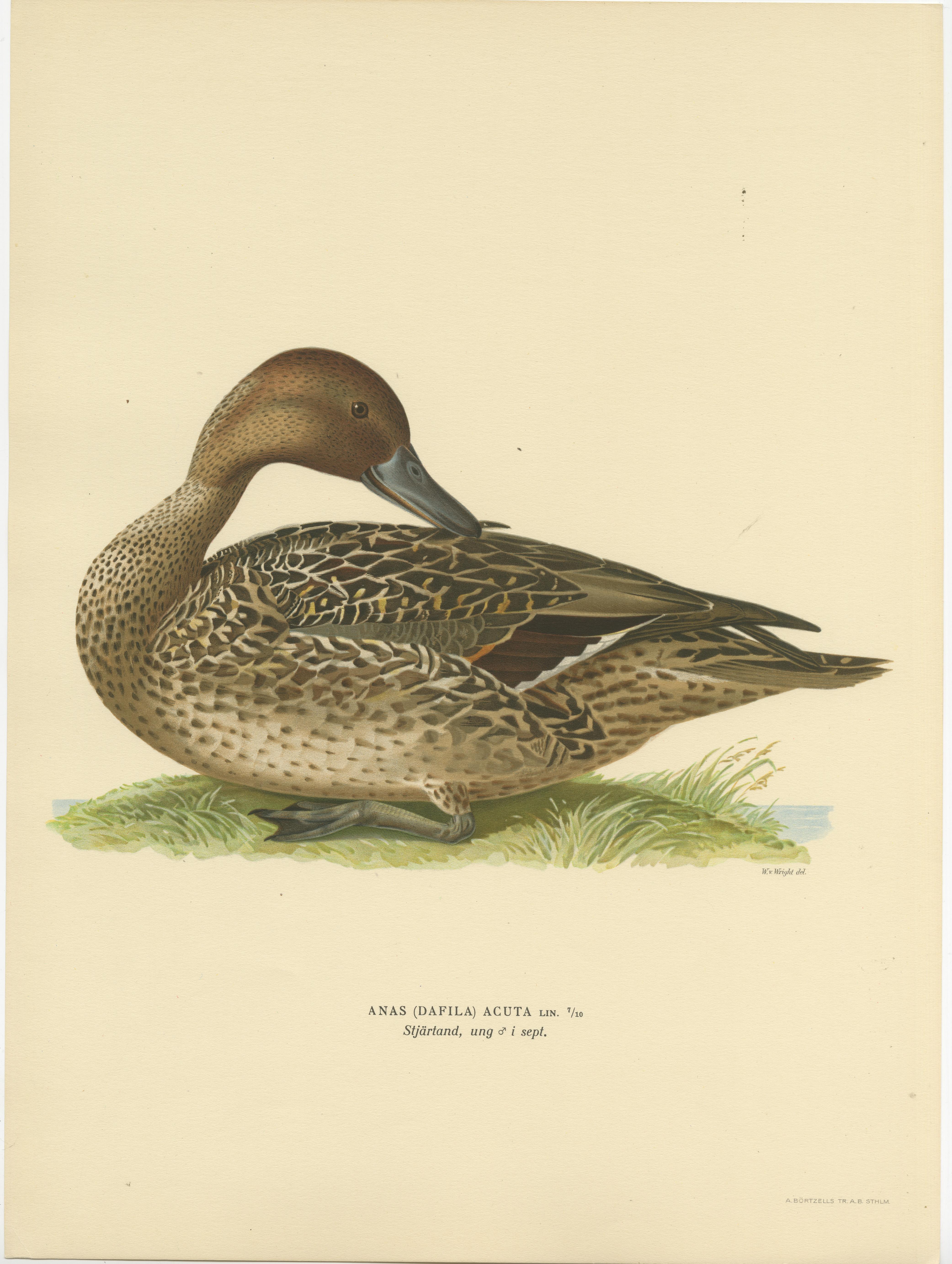 Elegance at the Water's Edge: Male Northern Pintail by Magnus von Wright, 1929 In Good Condition For Sale In Langweer, NL