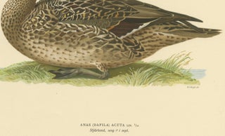 Elegance at the Water's Edge: Male Northern Pintail by Magnus von Wright, 1929, view 4