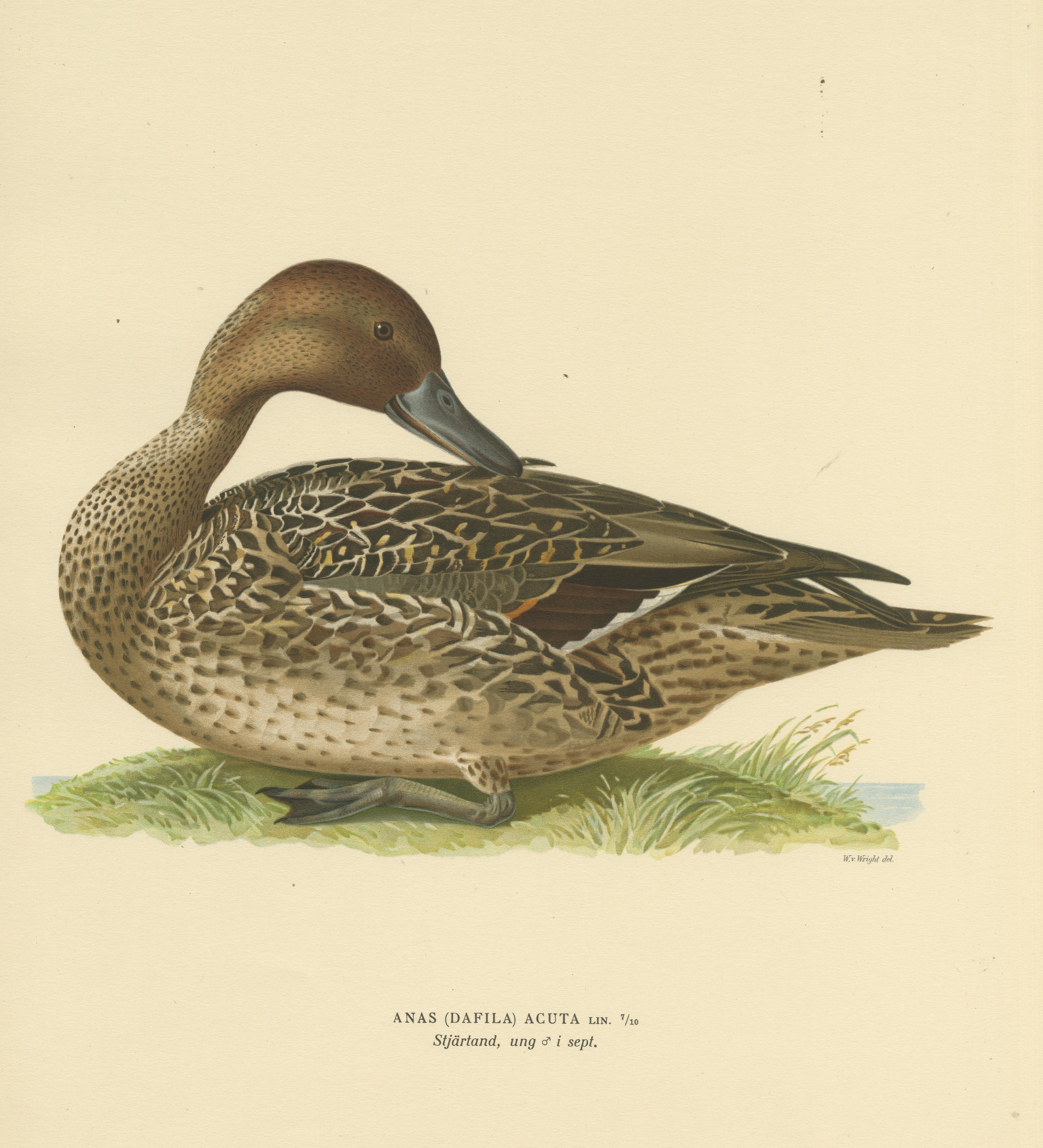 Paper Elegance at the Water's Edge: Male Northern Pintail by Magnus von Wright, 1929 For Sale
