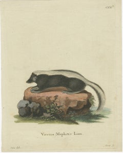 Elegance in Black and White: the Striped Skunk Engraved, circa 1774