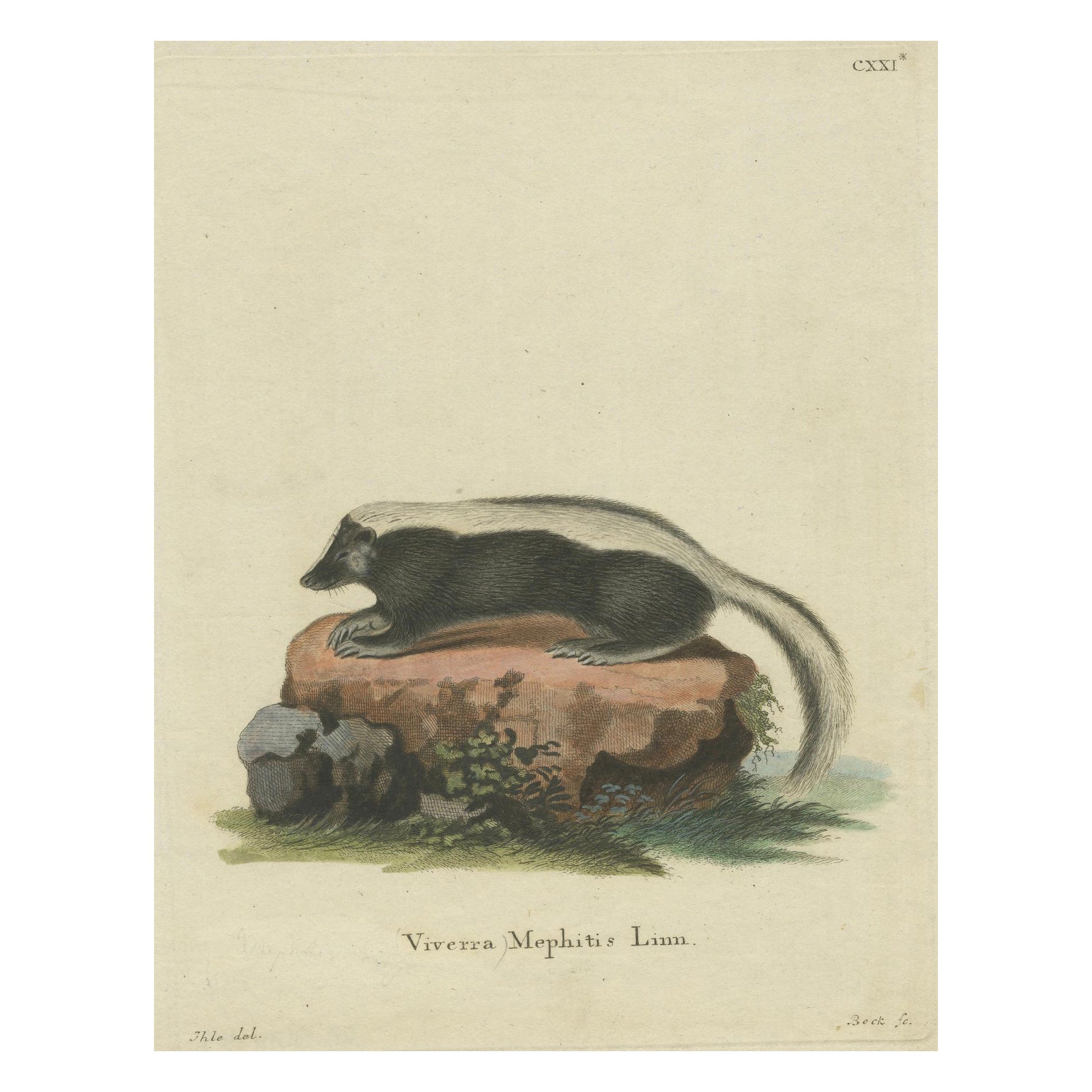 Elegancia en blanco y negro: la mofeta rayada grabada, hacia 1774