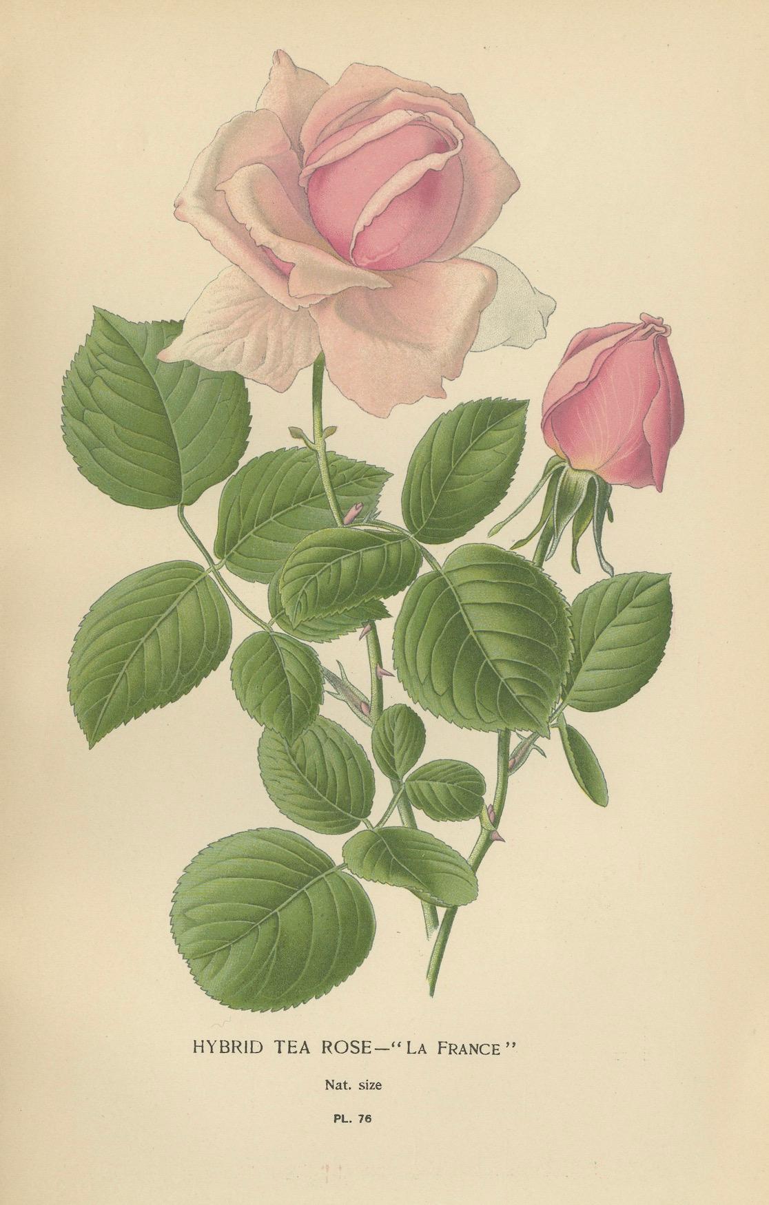 Elegance in Bloom: The Roses of 'Favourite Flowers, 1896 In Good Condition For Sale In Langweer, NL