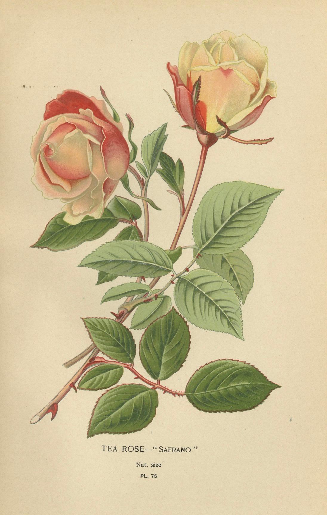 Late 19th Century Elegance in Bloom: The Roses of 'Favourite Flowers, 1896 For Sale